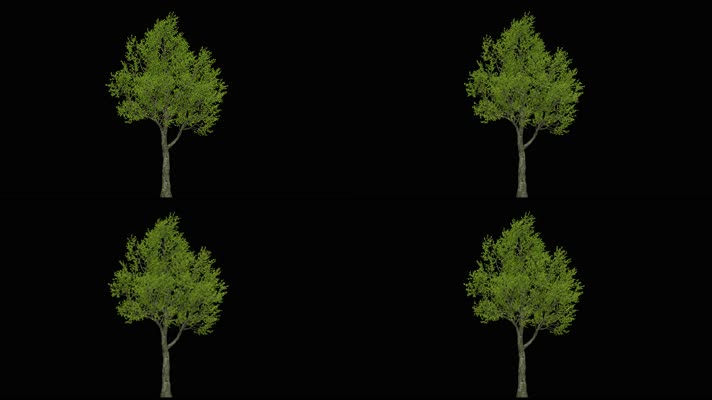 可换背景树木生长动画视频 