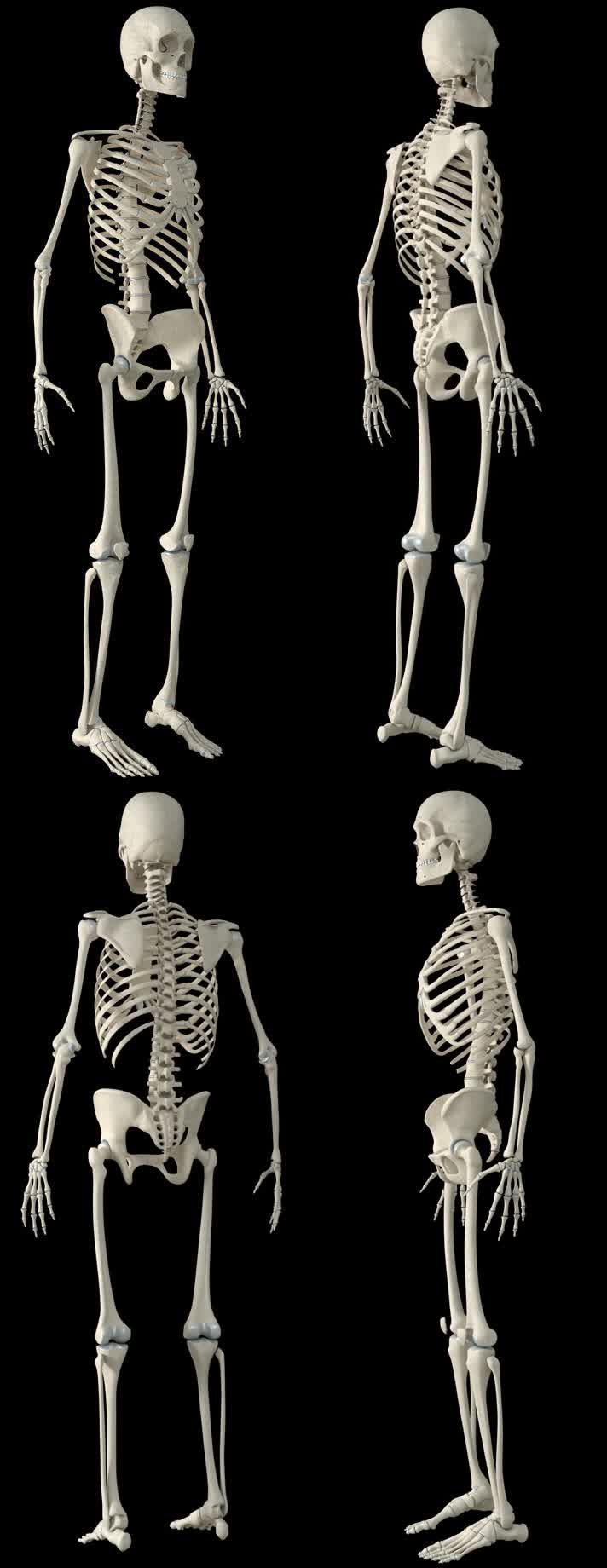三维人体骨骼框架旋转动画带通道
