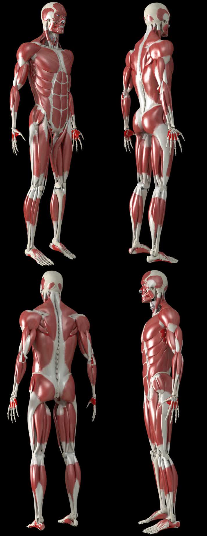 三维人体肌肉组织旋转动画带透明通道