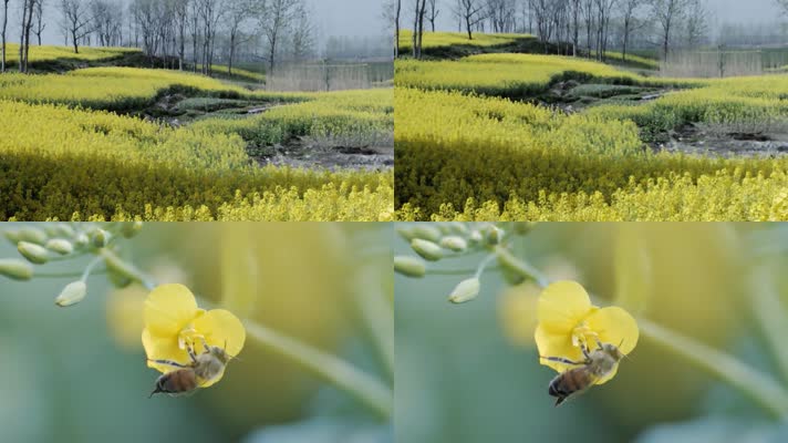 油菜花蜜蜂視頻素材