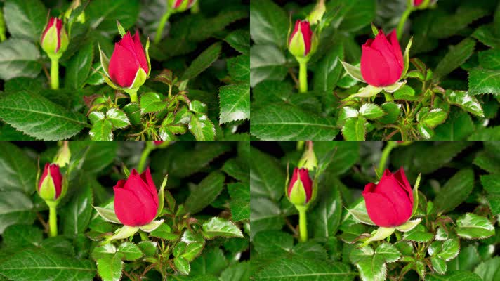 凌点网搜索到168个与玫瑰花开花相关的视频素材作品正版商用高清玫瑰