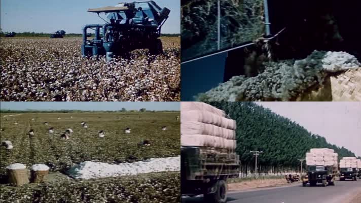 60年代农场棉花丰收运送