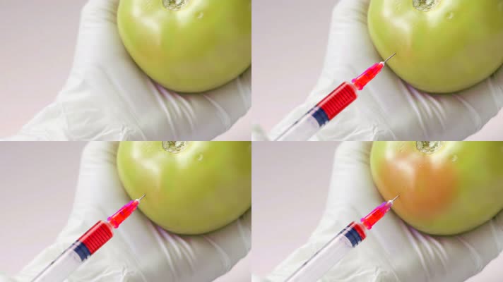 西红柿 基因工程 打针  