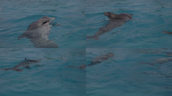 海豚游泳 嬉戏 海洋公园