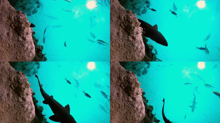 海底鱼群 生物多样性 海鱼 4K视频