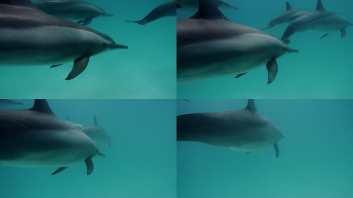 一群海豚在海里游泳 