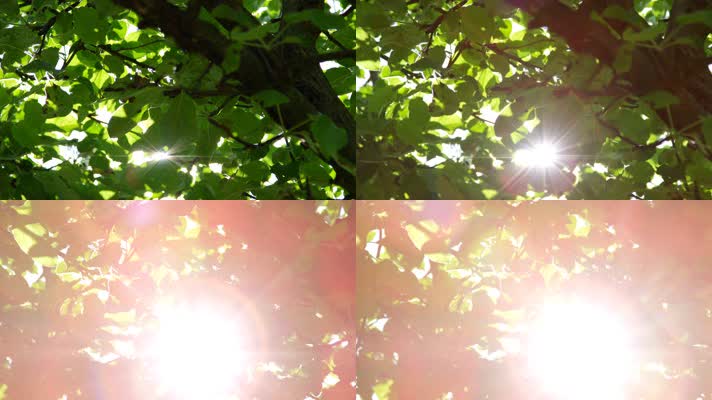 树叶透光光晕光斑空镜素材 4K视频