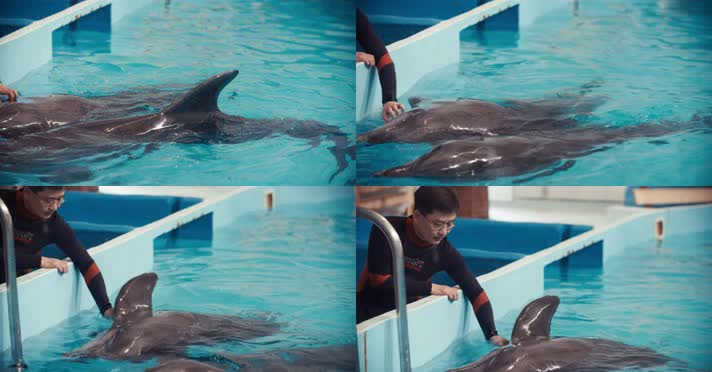 饲养员抚摸海豚 水族馆 4K视频 