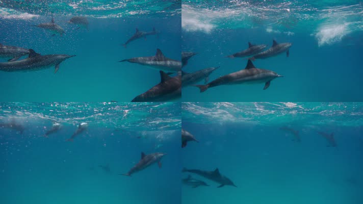 一群海豚在海里游泳 水下摄影 水面换气