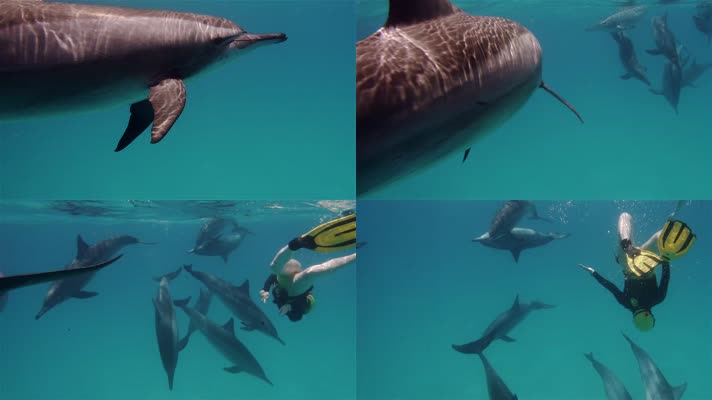 一群海豚在海里游泳 饲养员 互动
