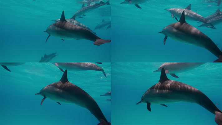 一群海豚在海里游泳 蔚蓝海水 
