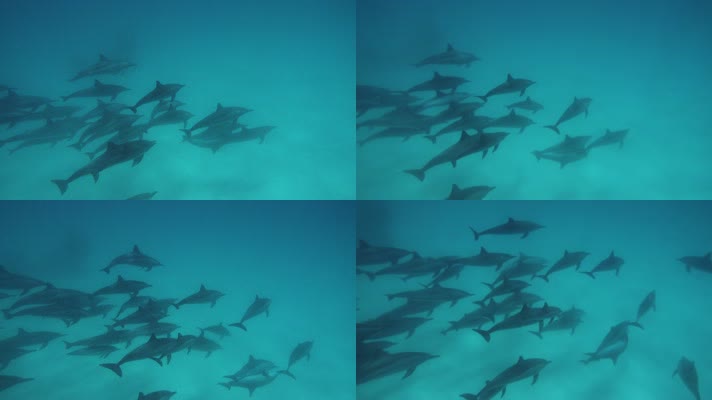 一群海豚在海底游泳 哺乳动物
