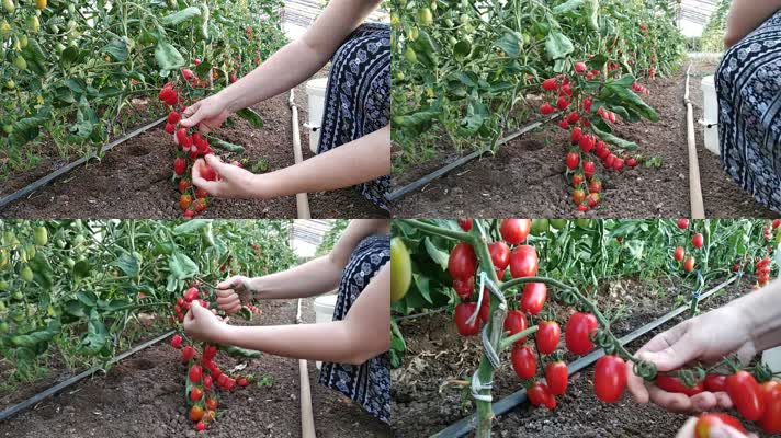 采摘西红柿