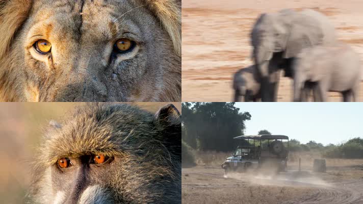 【4K】非洲野生动物