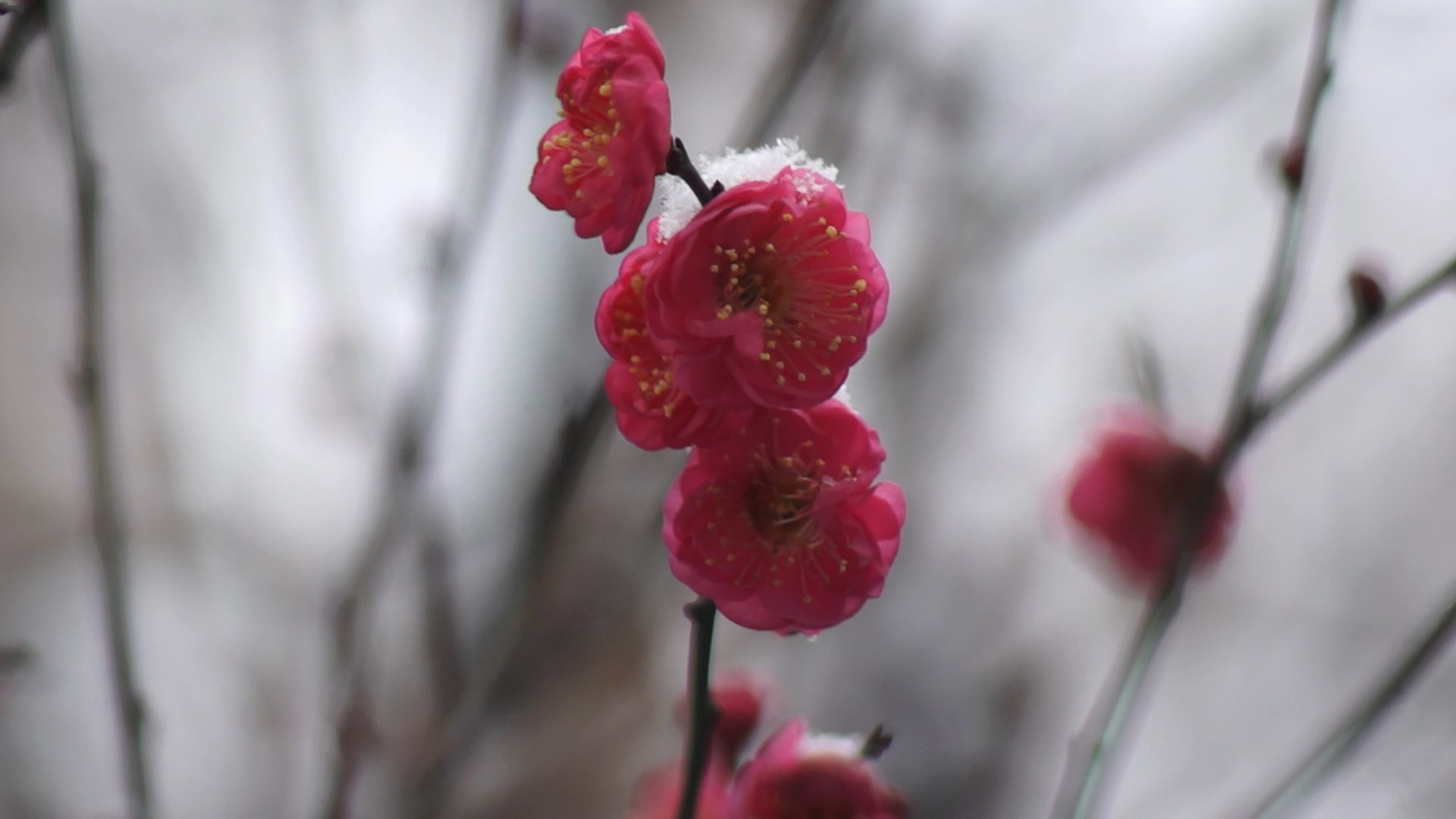 红梅梅花花骨朵绽放冬天摄影图配图高清摄影大图-千库网