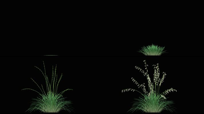4K可换背景植物生长视频
