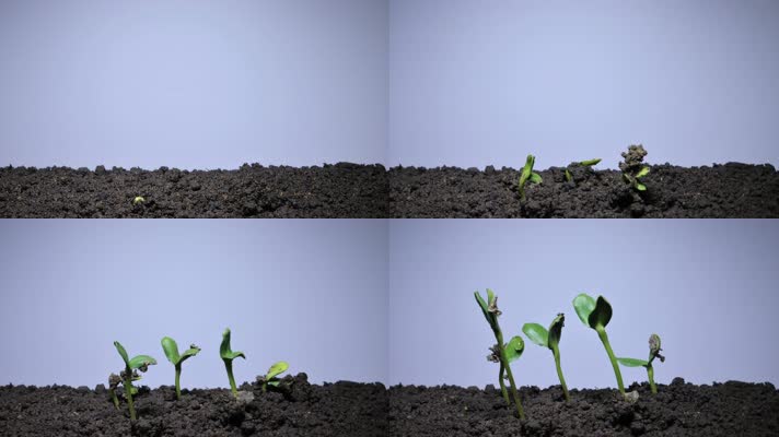 种子发芽 茁壮成长 土壤 发芽  