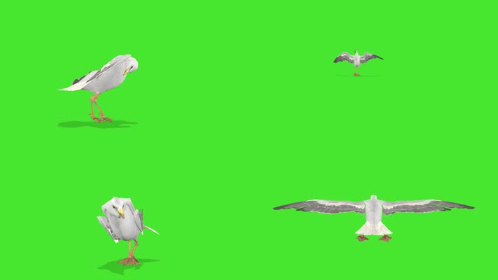 海鸥绿屏
