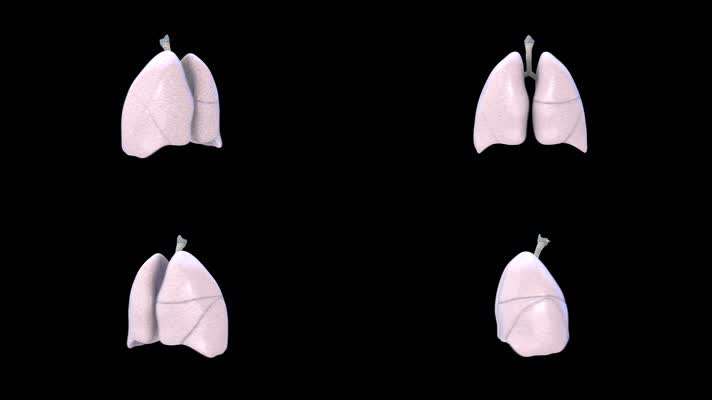 人体器官 肺带通道