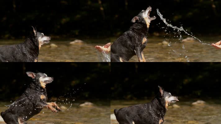 宠物犬河里接水喝 4K升格视频