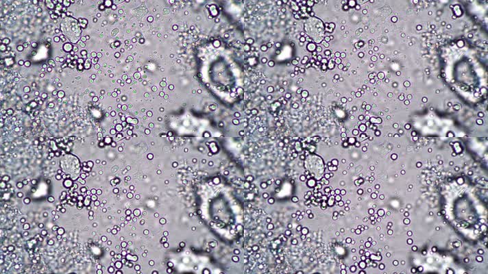 4K显微镜下微生物运动背景8