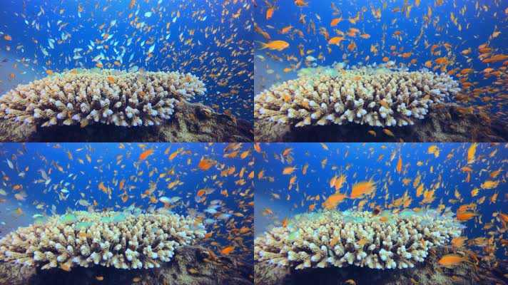 梦幻海底世界 美丽珊瑚  