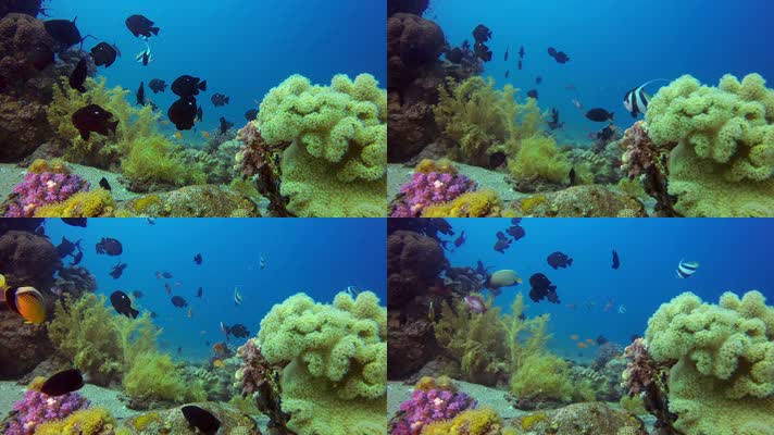 梦幻海底世界 美丽珊瑚 珊瑚礁  