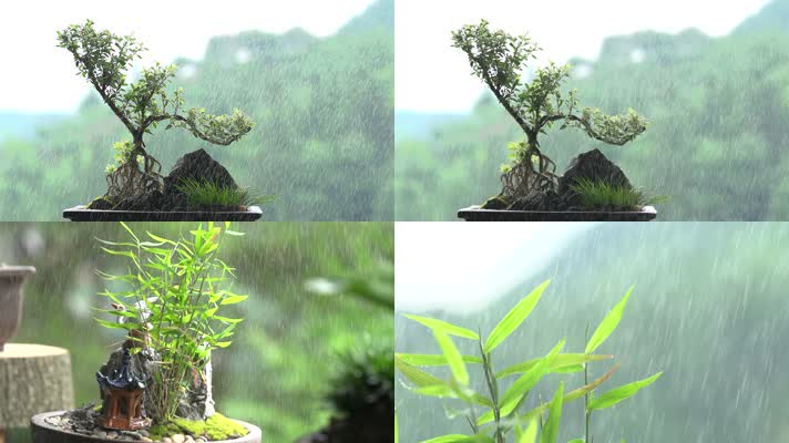 盆栽盆景特写慢动作淋雨画面实拍视频