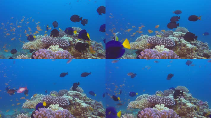 梦幻海底世界 美丽珊瑚 珊瑚礁 