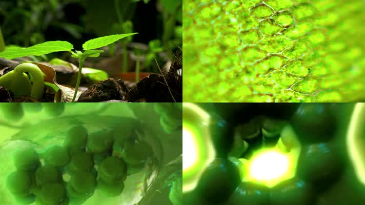 植物快速生长与叶绿素光合作用