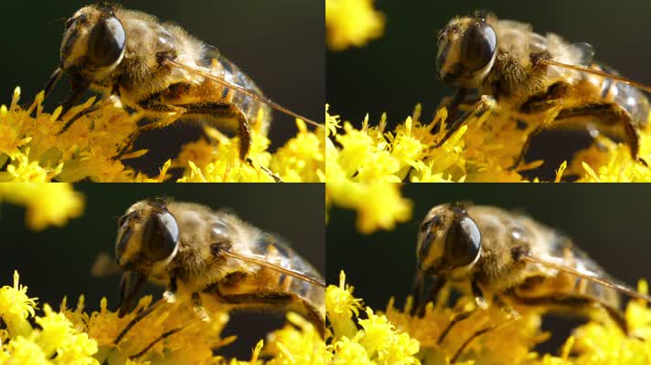 蜜蜂采蜜 ，蜜蜂授粉