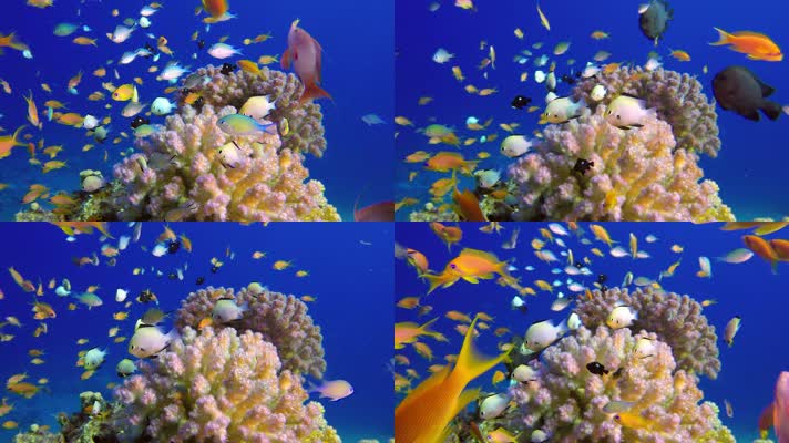 梦幻海底世界 美丽珊瑚 