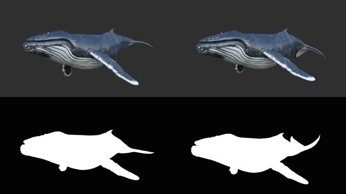 蓝鲸 三维蓝鲸 世界上最大动物 