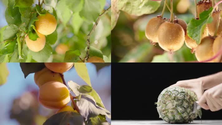 4k果园苹果黄桃猕猴桃火龙果种植成熟丰收切