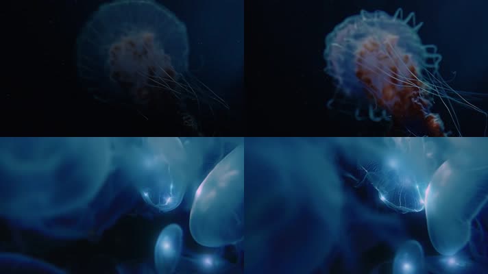 海底水母生物