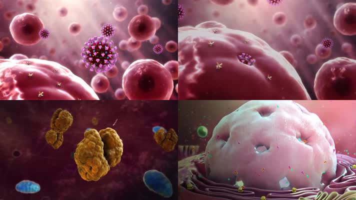 新型冠状病毒入侵正常人体组织细胞动画