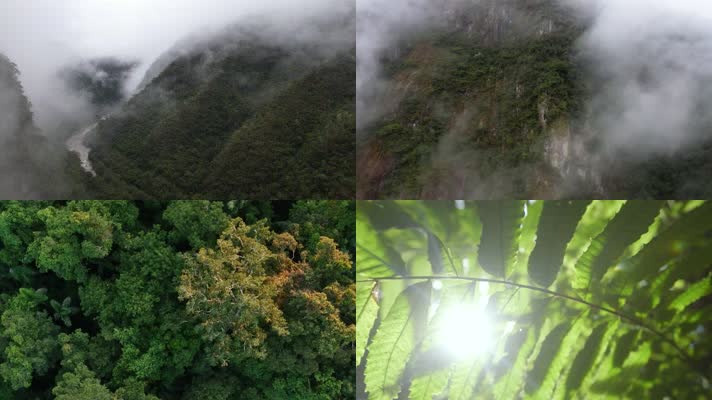 大自然森林环保视频