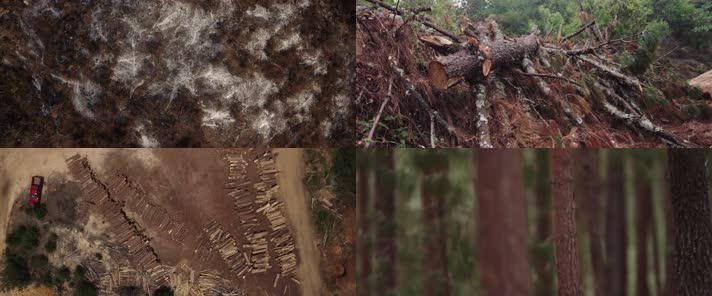 森林树木环保视频