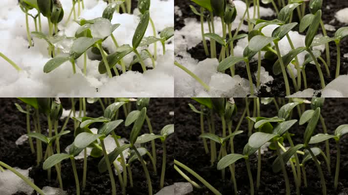 融雪 幼苗 种子发芽 破土而出  