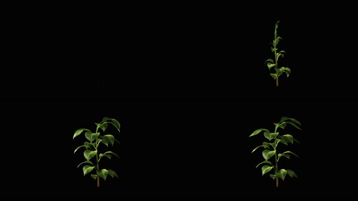 小树苗生长动画 植物生长 透明通道 4K视频
