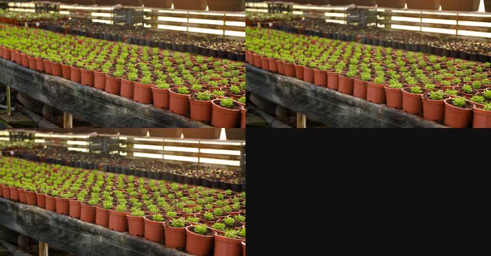 实拍大棚花卉种植 温室育苗 4K视频