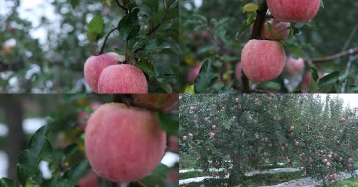 4K苹果果园