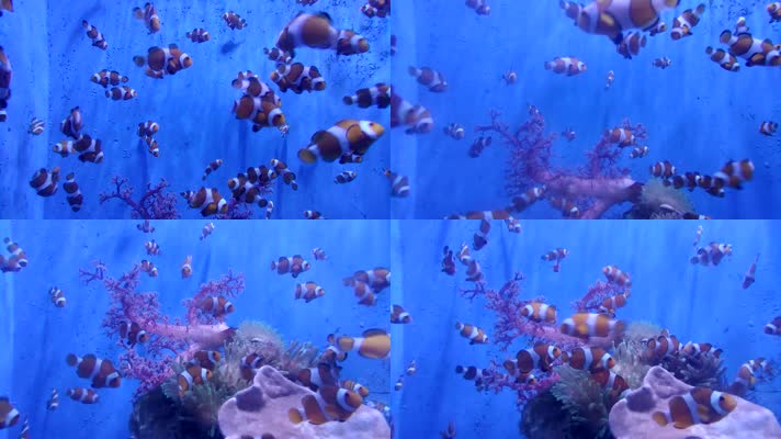 海底世界尼莫小丑鱼群摄影
