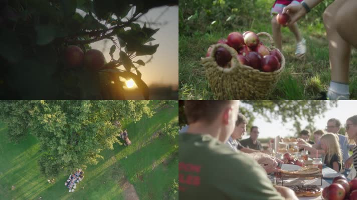 新鲜苹果采摘-果园航拍-丰收有机产品