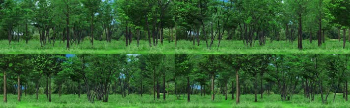 4K绿色森林