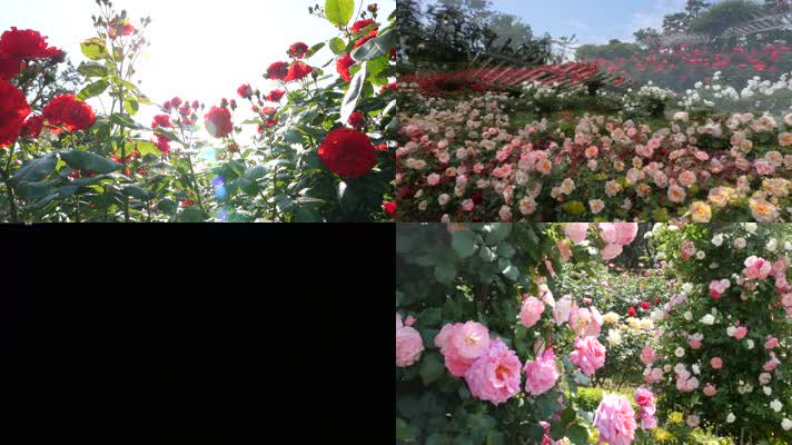 4K花朵盛开、玫瑰花、月季花