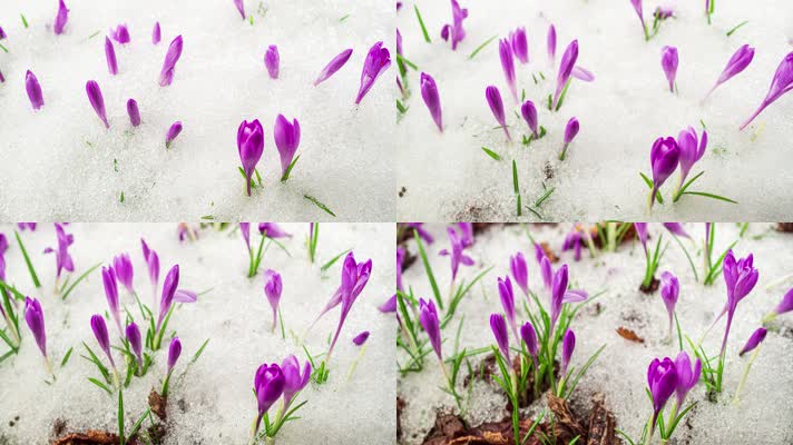 春暖花开冰雪融化雪地鲜花盛开