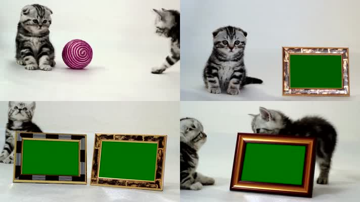 学猫叫绿屏抠像相框