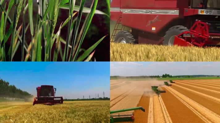 小麦粮食收割机械化