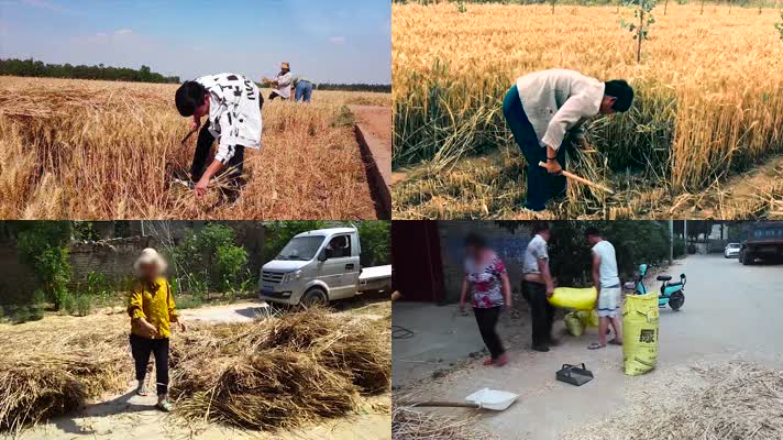 农民手工收割小麦传统脱粒